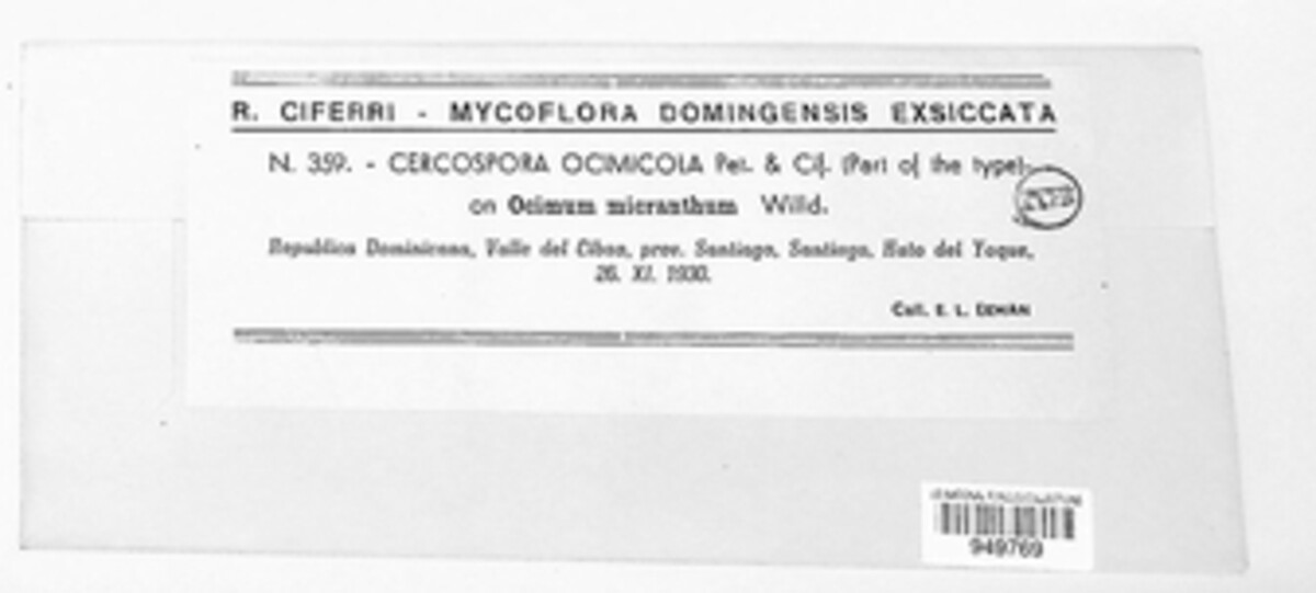 Pseudocercospora ocimicola image